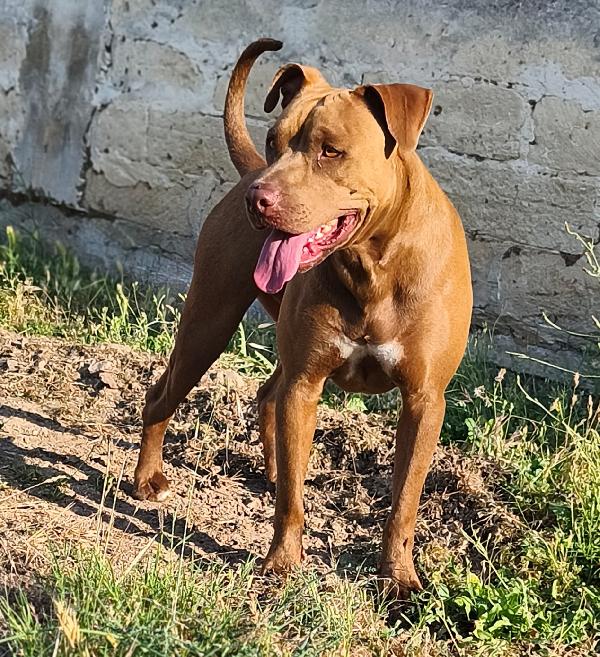 Jago, aspetta ancora il suo riscatto Foto 6